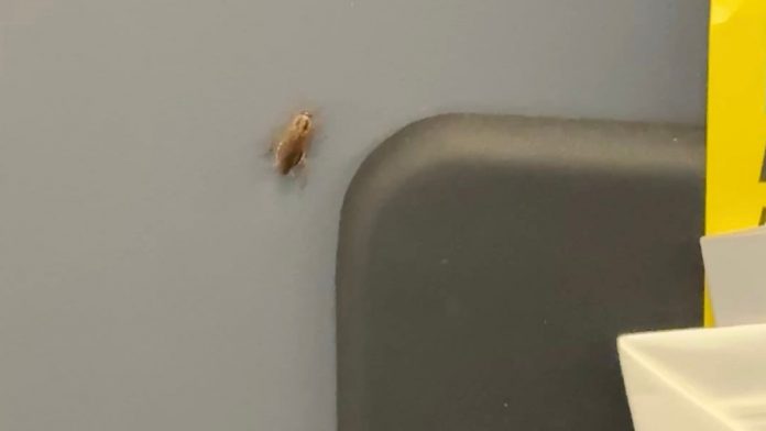 Flight passenger spots cockroaches crawling in airplane cabin: 'Never again'
